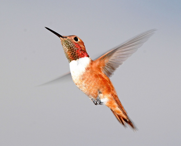 Rufous Hummingbird_Alan Schmierer_640x516
